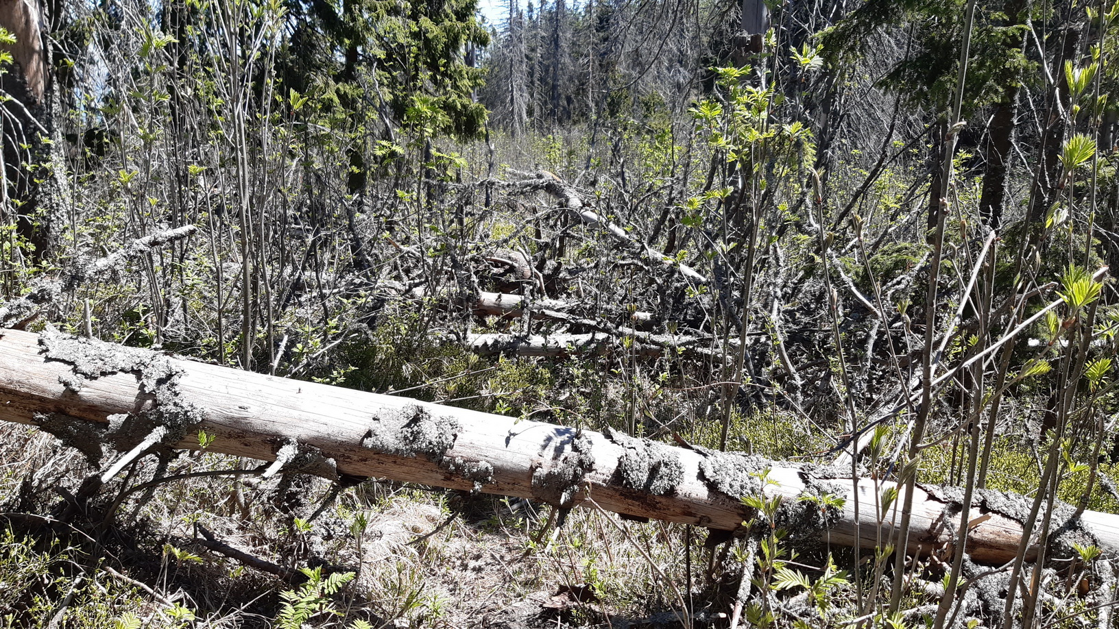 zelená značka do sedla Olchová jama, chodník P.J: Šafárika to kedysi býval... zelená_značka_do_sedla_Olchová_jama,_chodník_P.J:_Šafárika_to_kedysi_býval..._