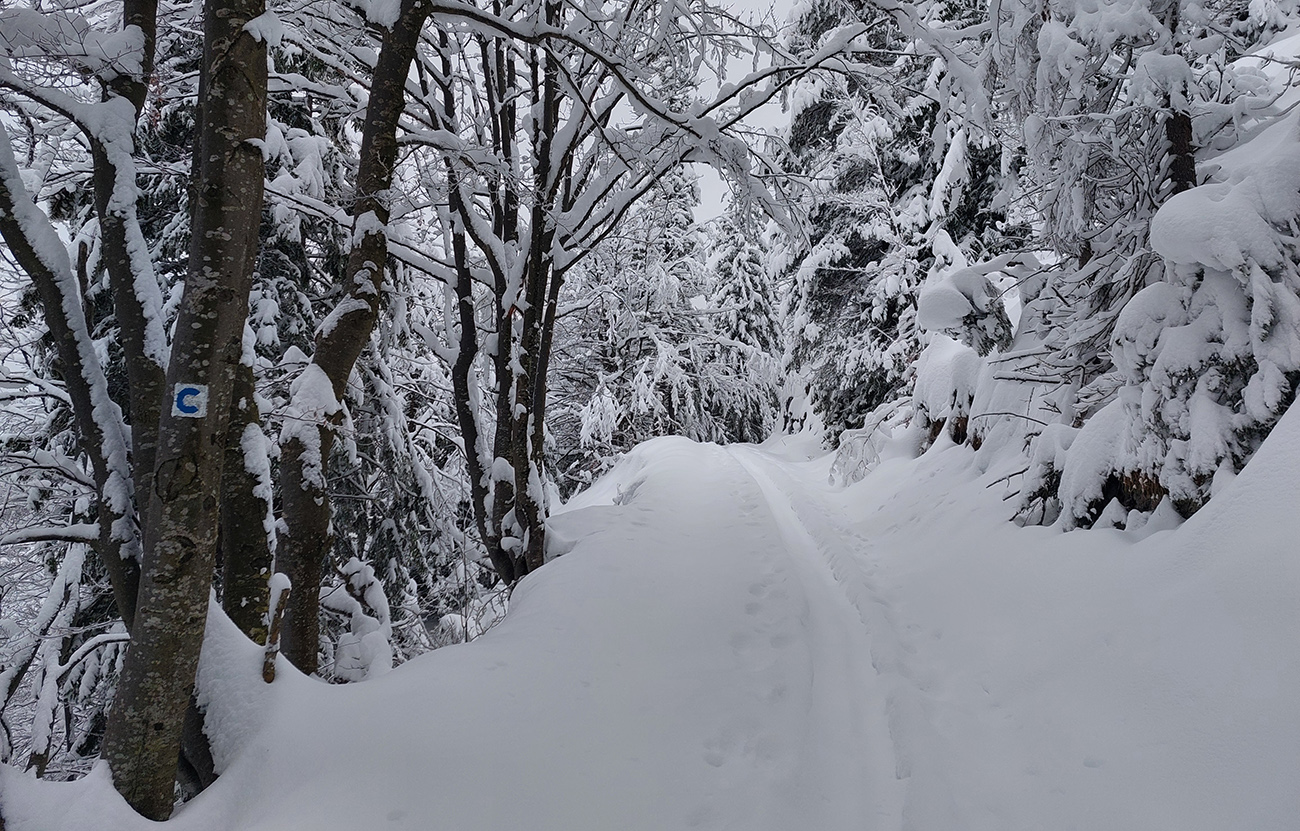 Potom už cesta ako z rozprávky a palice zaliezajú pol metra do čerstvého. Potom_už_cesta_ako_z_rozprávky_a_palice_zaliezajú_pol_metra_do_čerstvého.
