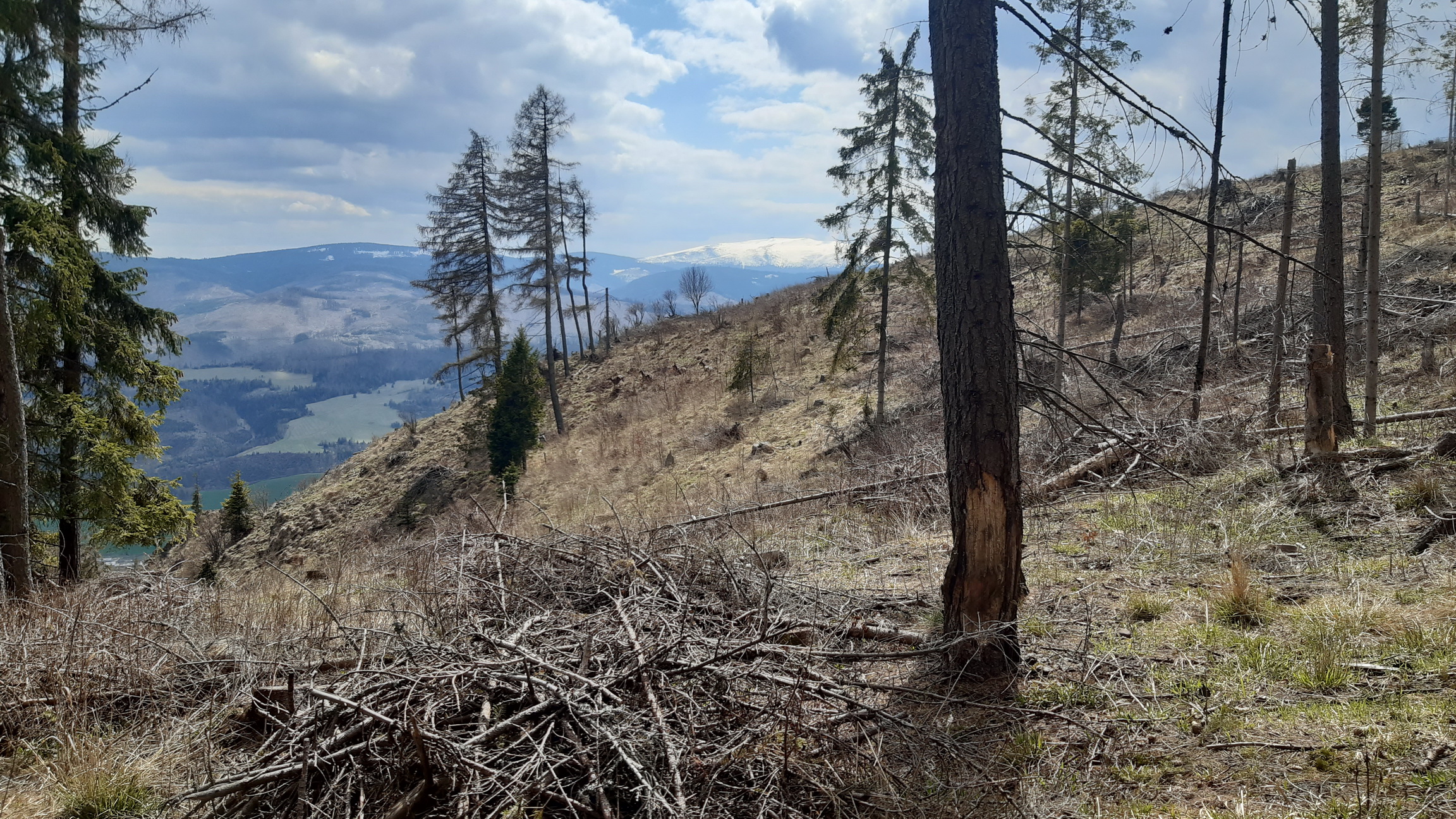 po_zalesnenej_časti_opäť_vychádzame_na_svetlo_a_výhľady_(hľadaj_srny)