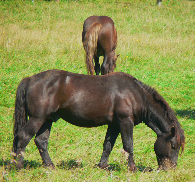 muranska-planina-1-–-gazdovia-zavislaci-kone-a-jelene